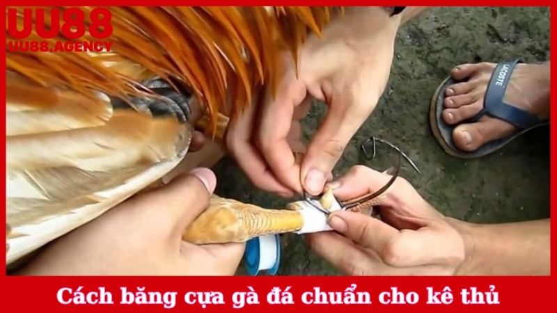 Cách băng cựa gà đá chuẩn cho kê thủ