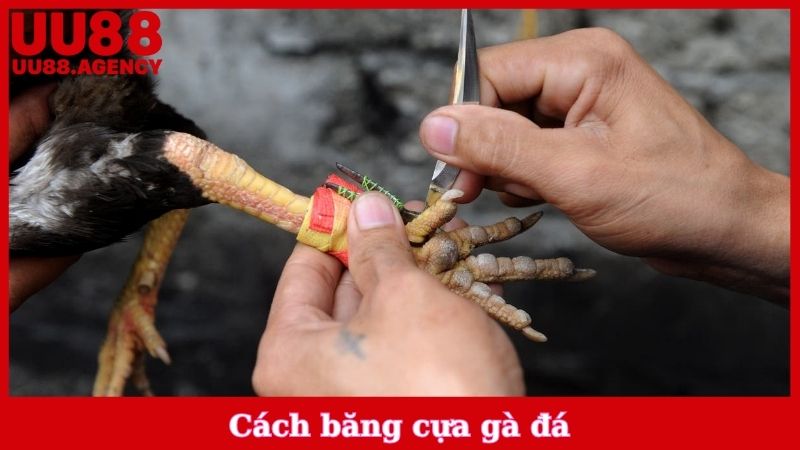 Cách Băng Cựa Gà Đá