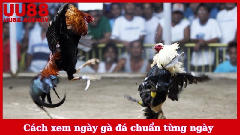 Cách xem ngày gà đá chuẩn từng ngày cho newbie