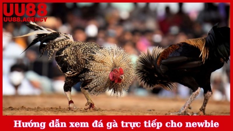 Hướng dẫn xem đá gà trực tiếp cho newbie