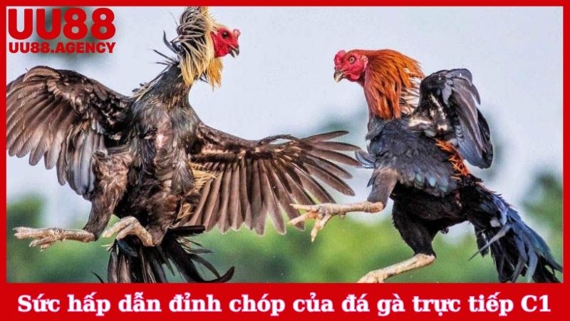 Sức hấp dẫn đỉnh chóp của đá gà trực tiếp C1