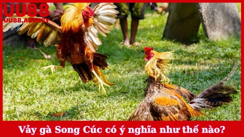 Vảy gà Song Cúc có ý nghĩa như thế nào?